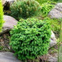 Picea abies Duch