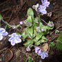 Omphalodes__starry_eyes_
