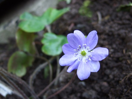Hepatica transsilvanica 'Blue Jewel' (Hepatica transsilvanica)