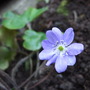 Hepatica transsilvanica