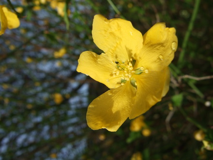 Kerria flower (Kerria japonica (Japanese rose))