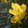 Kerria japonica (Japanese rose)