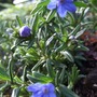 Lithodora__heavenly_blue_