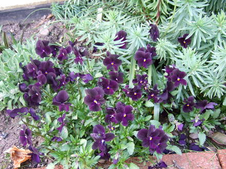 Violas