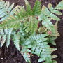 Dryopteris_erythrosora