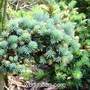 Picea abies Mseno