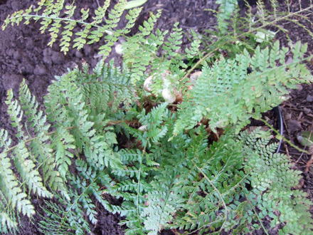 Dryopteris felix mas (Dryopteris filix-mas (Male fern))