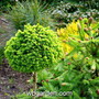 Picea abies Blatny