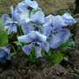 Dscf0010