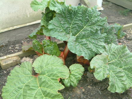 Rhubarb