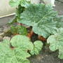 Rhubarb
