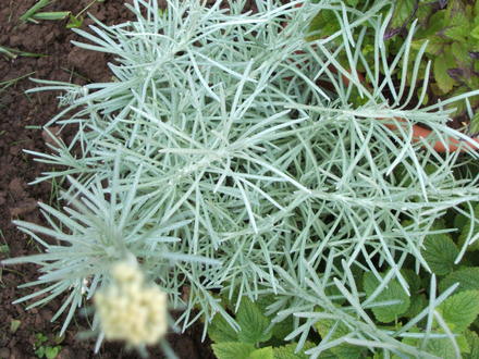 Curry Plant (Helichrysum italicum)