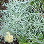 Curry Plant (Helichrysum italicum)