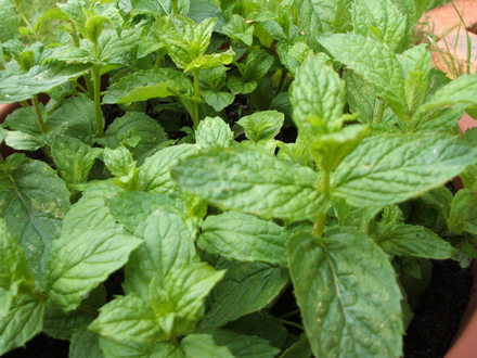 Mint (Mentha)