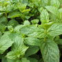 Mint (Mentha)