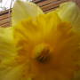 Summer_2008_daff