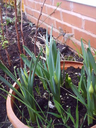 daff_inpot_summer_2008.jpg