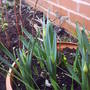 Daff_inpot_summer_2008