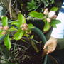 Apple_bloom