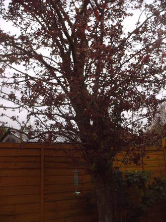 flowering_plum_tree_2008_summer.jpg
