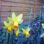 daff jetfire