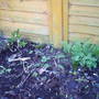 Fennel_and_tansy_2008_summer