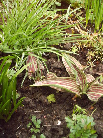 red_robin_tulips_2008_summer.jpg