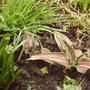 Red_robin_tulips_2008_summer