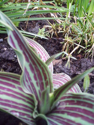 red_robin_tulip.jpg
