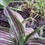 Red_robin_tulip