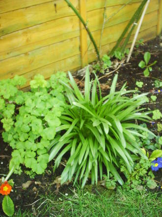 aquilegia_peach_with_blue_bells.jpg