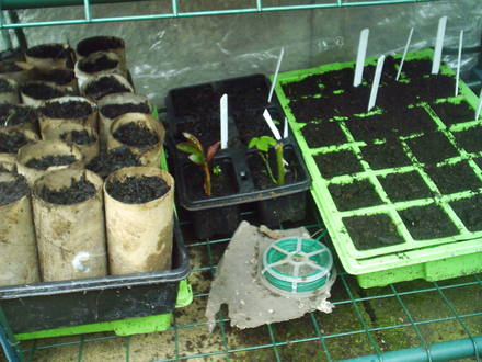 seeds3.jpg