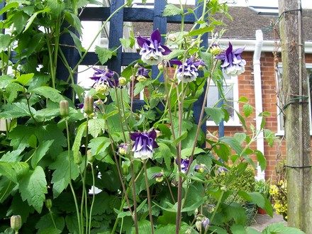 A garden flower photo (Aquilegia vulgaris)