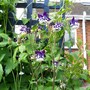 Aquilegia vulgaris