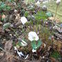 Jeffersonia diphylla