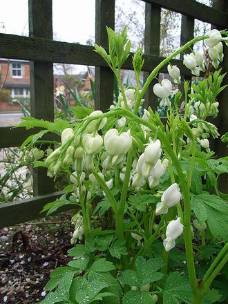 Dicentra spectabilis 'Alba' (Dicentra spectabilis)