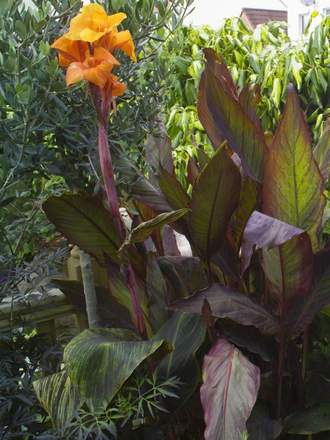 Canna in the exotic garden.