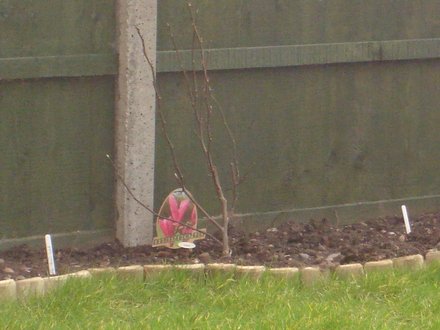 Magnolia 