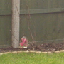 Dsc00951