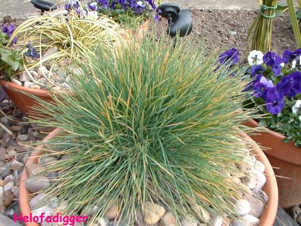 Festuca Glauca 'Elijah Blue'