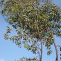 Eucalyptus_tree