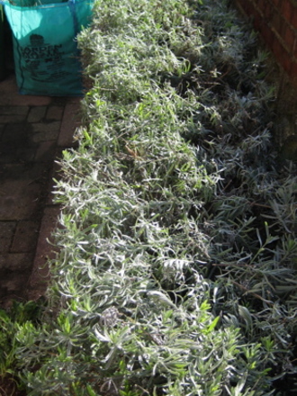Lavender Bush/Hedge in the front garden