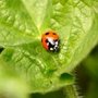 Ladybird