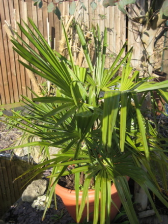 Palm