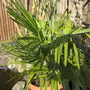 Palm_1