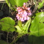 Pink_plant_by_pond