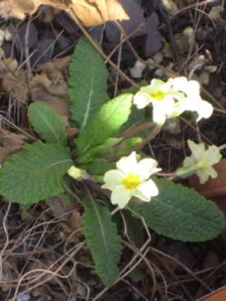 Primrose