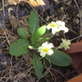 Primrose_1