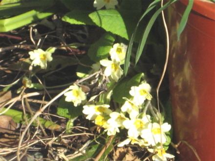 Primrose