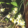 Primrose_2
